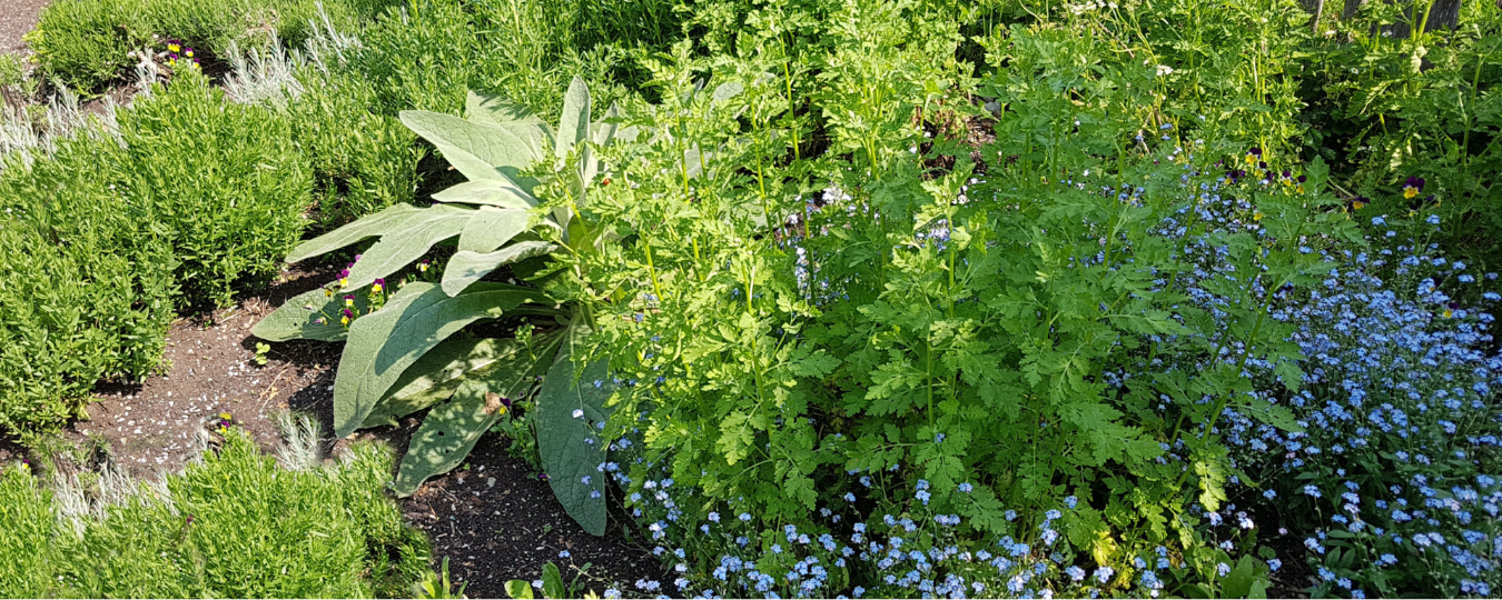 Create your own herb garden